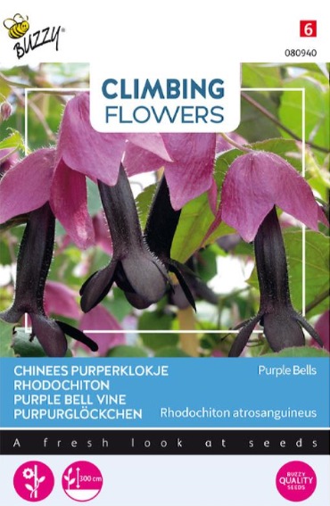 Purpurglckchen Purple Bells (Rhodochiton atrosanguineus)
